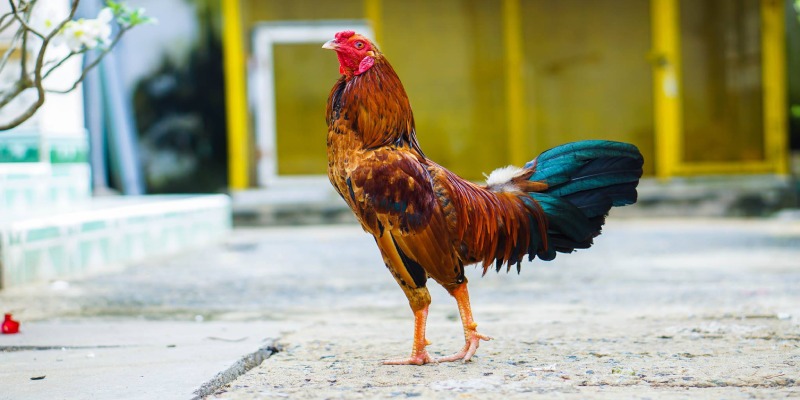 Cách chọn chiến lê chính xác khi chơi đá gà Thomo